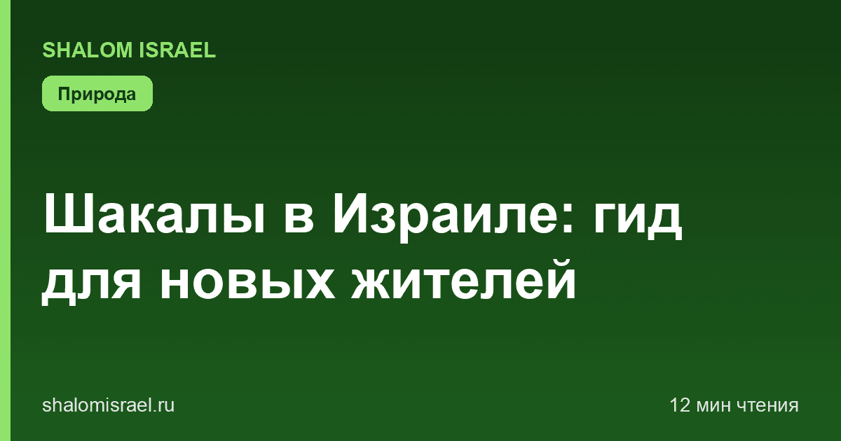 Шакалы в Израиле: гид для новых жителей