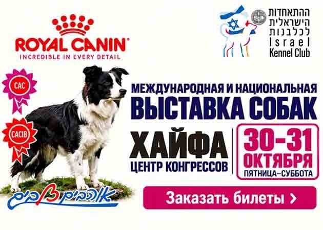 Национальная и международная выставка собак